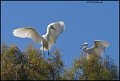 _1SB5522 snowy egret and fledge